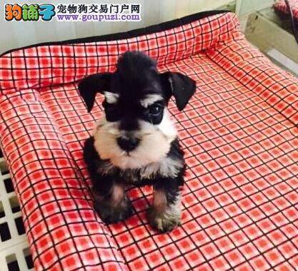 怎样区分迷你雪纳瑞犬和标准雪纳瑞幼犬