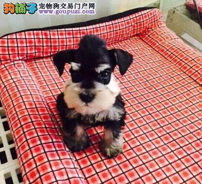 怎样区分迷你雪纳瑞犬和标准雪纳瑞幼犬