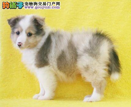 怎样才能买到一只让自己满意而健康的喜乐蒂犬