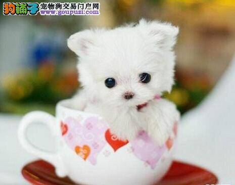 选择狗粮需恰当 茶杯犬的狗粮可以分为哪几个类型