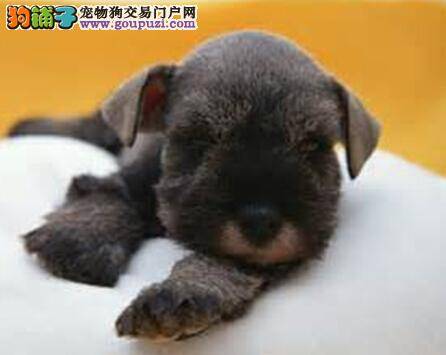 建议与提醒 如何防治雪纳瑞的细小病毒