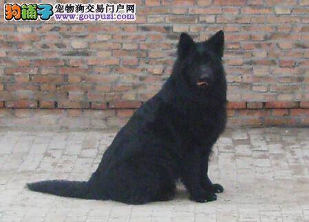 健康饮食合理喂养 比利时牧羊犬应当吃什么样的食物