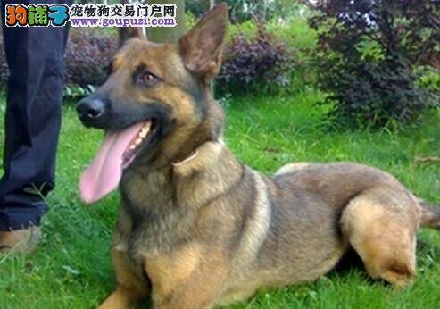 爱心主人如何DIY马犬的食物，应遵守哪些原则