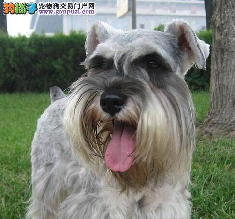 寒流来袭 护理雪纳瑞毛发的两部曲