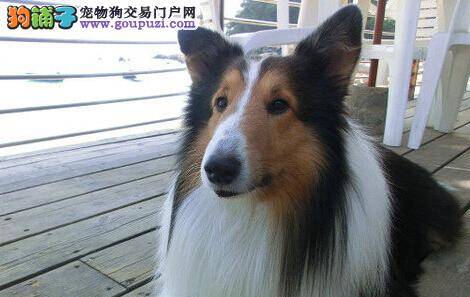 后天美女养成记 如何给苏格兰牧羊犬梳理毛发