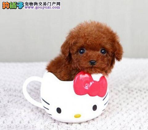 新犬饲养原则 刚出生的茶杯犬要如何进行喂养