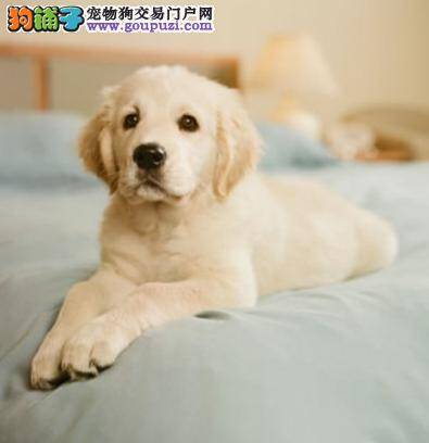 如何帮助金毛犬度过寒冷冬季