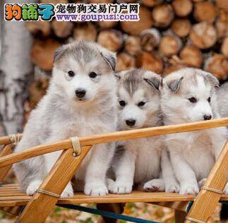 最快速选购哈士奇的方法