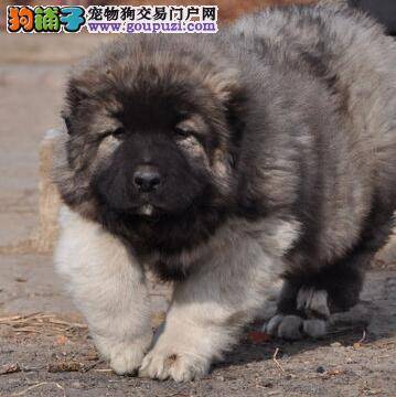 高加索犬在选购前必读事项