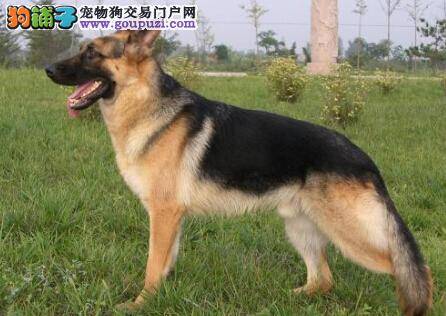 传音递信 德国牧羊犬不同的吠叫声所代表的含义