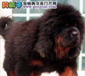 藏獒今天早上又拉又吐是怎么回事