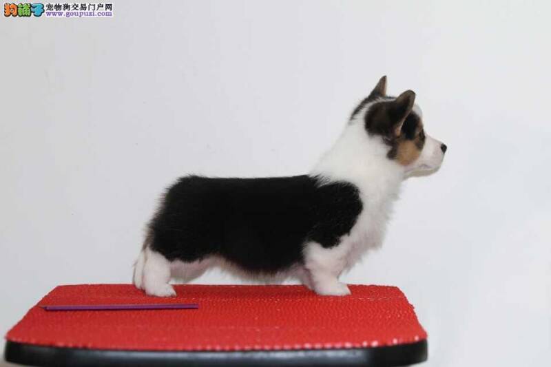 柯基犬吃了半个卫生巾，没食欲如何是好