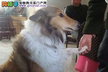 老汉捡到一只训练有素的大狗，食量太大老汉难负担