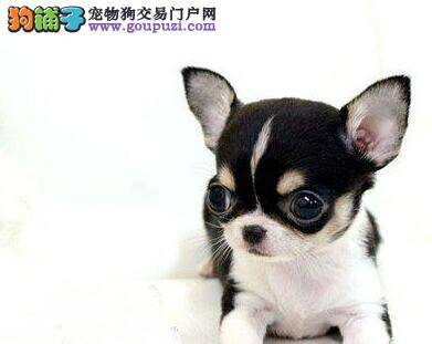 怀孕的吉娃娃出现拉稀的情况怎么办