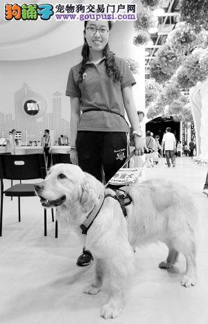 上海世博园的特殊“志愿者”— 三岁导盲犬