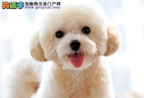 贵宾犬鼻头开始掉毛是什么情况