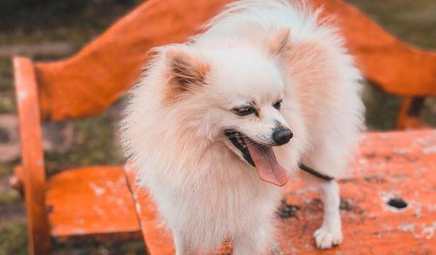 怎么才能让博美犬乖乖的住笼子呢