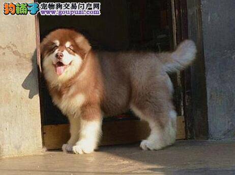 什么样的阿拉斯加雪橇犬是不可以购买的