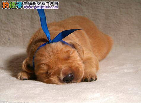 总结免疫失败的原因 提高金毛犬免疫的效果