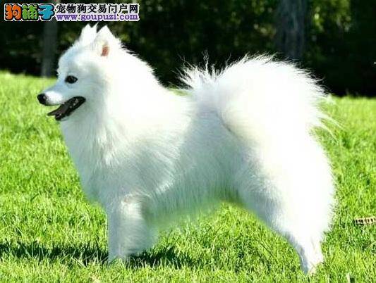 挑选银狐犬的方法，新手选购银狐犬必知