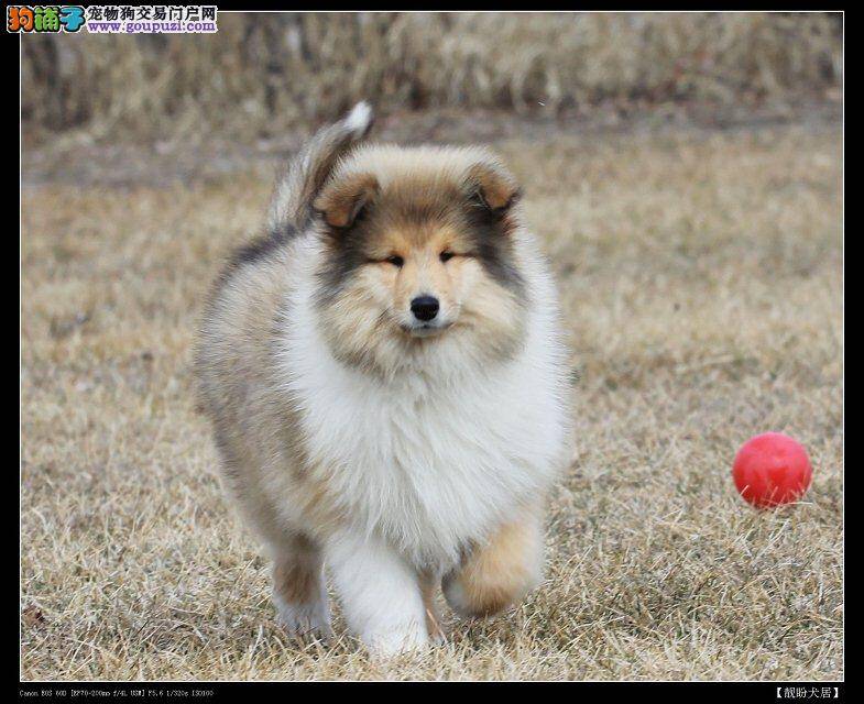 如何预防苏格兰牧羊犬的脚步肉垫不出现意外情况