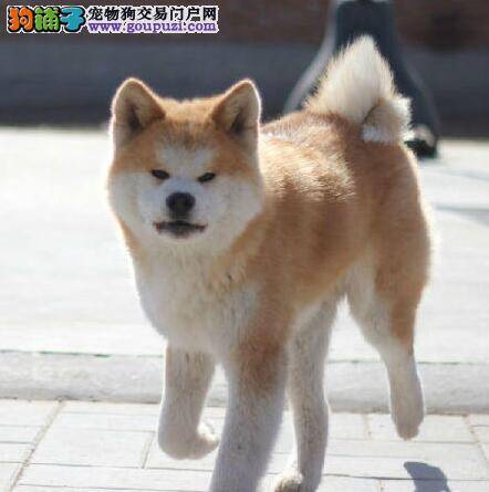 辟谣关于饲养秋田犬会患白血病的谣传