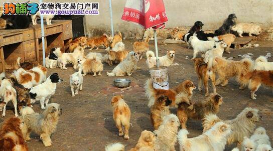 山西消防举办2017年度消防搜救犬技术集中考核