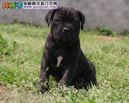 卡斯罗犬非正常掉毛情况的解决方法