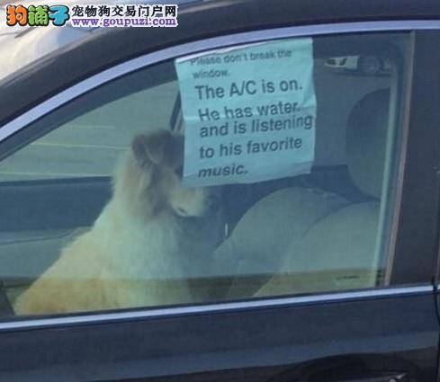 它在听喜欢的音乐 饲主将狗锁车内留纸条请勿破窗