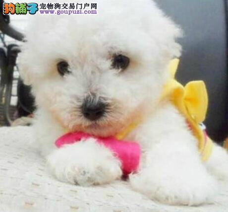 教比熊犬的主人们怎样“百里挑一”