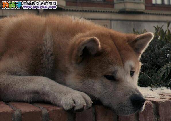 宠物健康全集 了解秋田犬拉血的原因有哪些