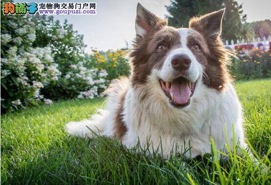 聪明的边境牧羊犬，每天都帮助主人拉车子