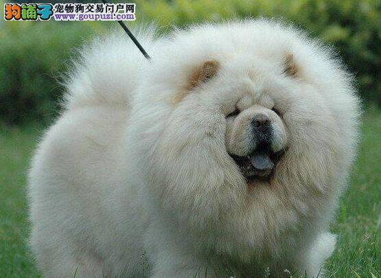 如何预防松狮犬过度肥胖