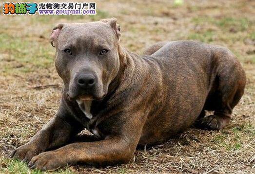 健康喂养法 如何饲喂成年的比特犬