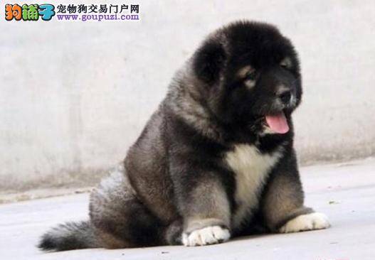 初次选购高加索犬怎样能够做到心中有谱