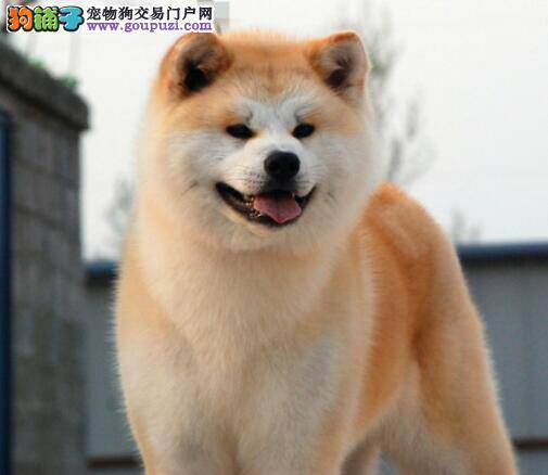 秋田犬临床上常见的软骨病有哪些种类