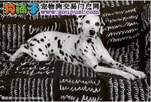 我家斑点狗很粘人应该怎么办