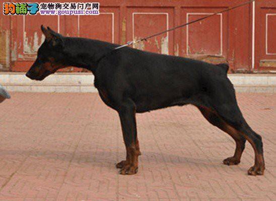 杜宾犬的选购你要注意的几大问题