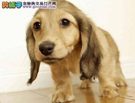 狗窝的清洁与保暖 腊肠犬的狗窝应该如何建设