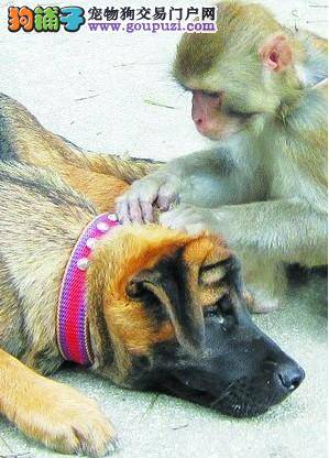 厦门东坪山猴子受伤被人收养与狗狗成为兄弟