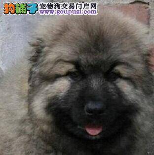 高加索犬肥胖症最佳的解决方案