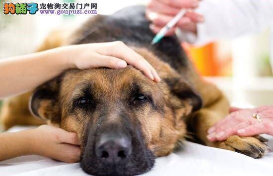 狗狗施打疫苗的注意事项及照护