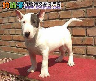 为什么牛头梗会出现打嗝的情况