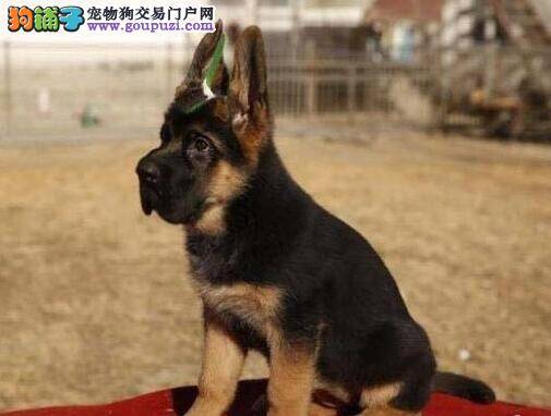 德国牧羊犬患上癫痫应该吃什么药物好