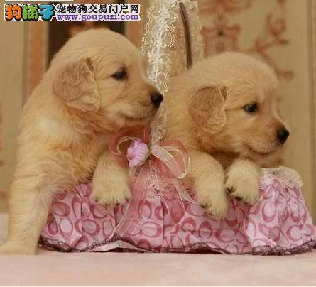 金毛犬身上很痒，有红点是什么情况