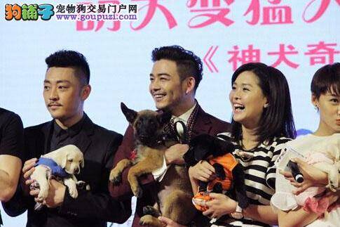 《神犬奇兵》在北京举行开播仪式 萌犬现场与杨烁亲密
