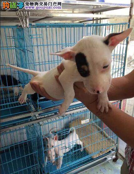 怎样以周到的手法让牛头梗享受护理的过程