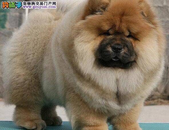 松狮犬最近有点拉肚子吃什么药好