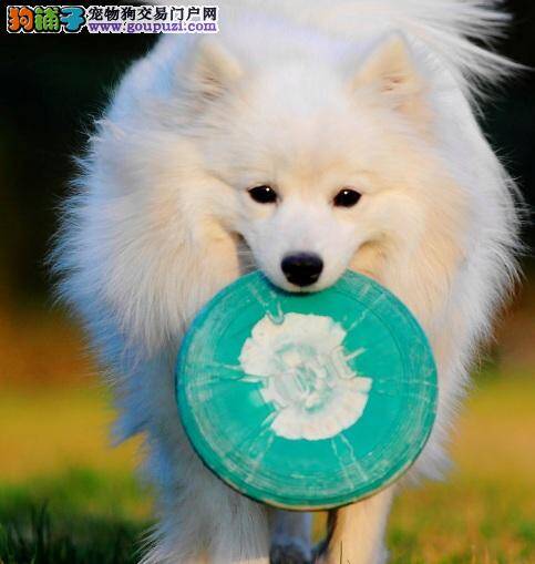 喂养银狐幼犬注意事项