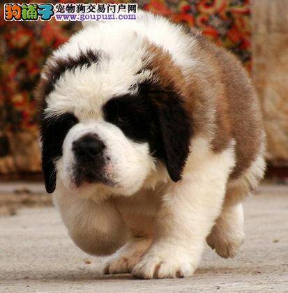 初次购买圣伯纳犬要了解的具体事宜